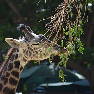 Masai Giraffe