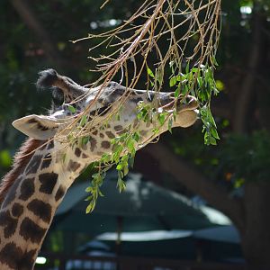 Masai Giraffe