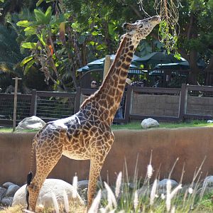 Masai Giraffe
