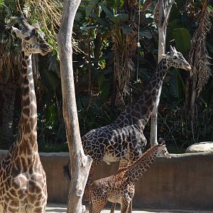 Masai Giraffes