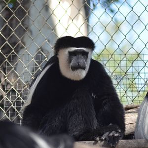 Kikuyu Colobus Monkeys