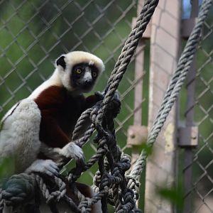 Coquerels Sifaka