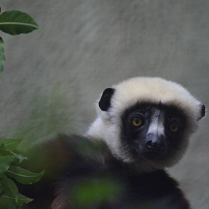 Coquerels Sifaka