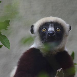 Coquerels Sifaka