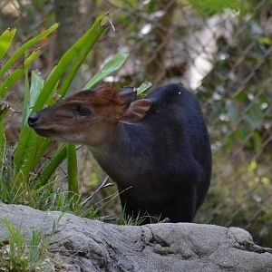 Black Duiker