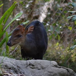 Black Duiker