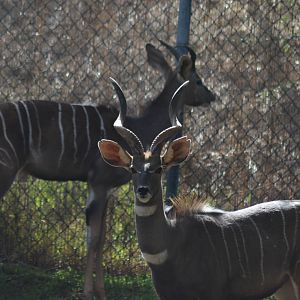 Lesser Kudus