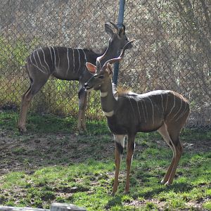 Lesser Kudus