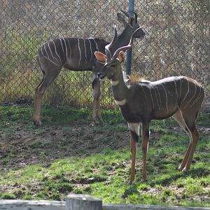 Lesser Kudus