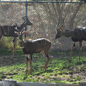Lesser Kudus