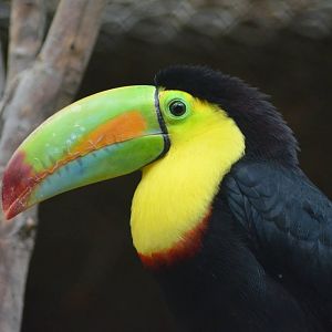 Keel-billed Toucan