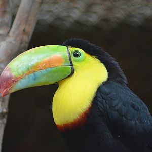 Keel-billed Toucan