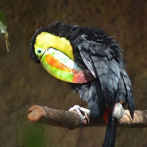Keel-billed Toucan