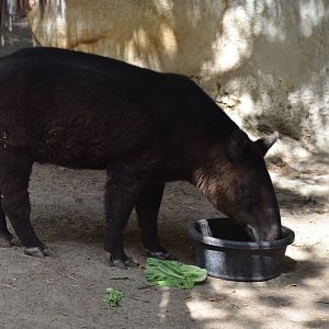 Mountain Tapir
