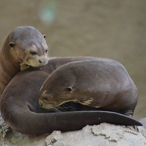 Giant Otters