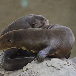 Giant Otters