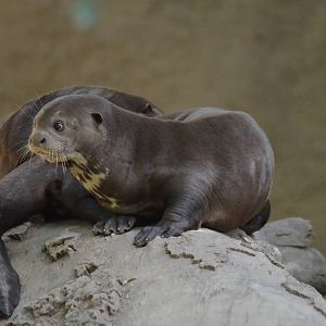 Giant Otters