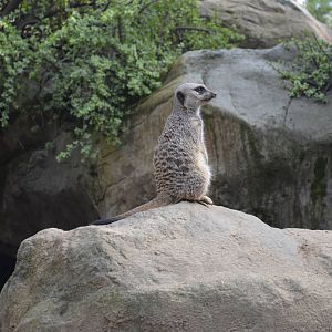 Meerkats