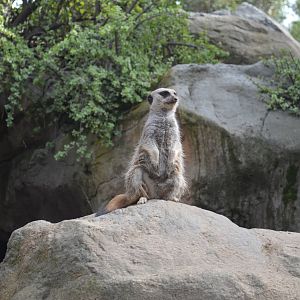 Meerkats