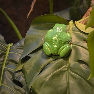 Mexican Leaf Frog