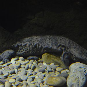Chinese Giant Salamander