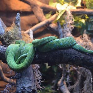 Rowleys Palm Viper