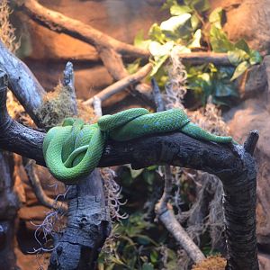 Rowleys Palm Viper