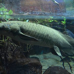 Australian Lung Fish