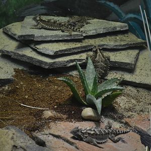 Mexican Giant Horned Lizards