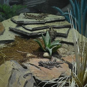 Mexican Giant Horned Lizards