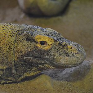 Komodo Dragon