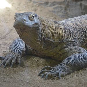 Komodo Dragon