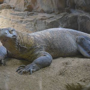 Komodo Dragon