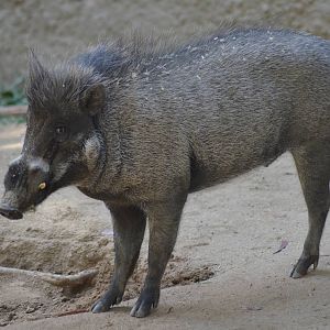 Visayan Warty Pig