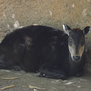 Yellow-backed Duiker
