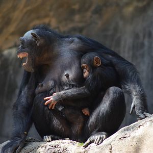 Chimpanzee Chaos