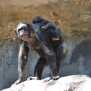 Chimpanzee Chaos