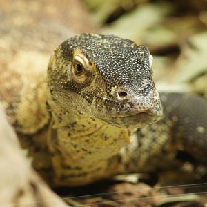 Juvenile Komodo Dragon