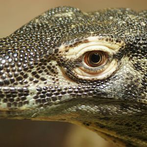 Juvenile Komodo Dragon