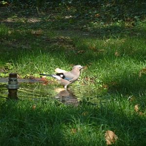 Eurasian Jay in Plovdiv 17.9.13