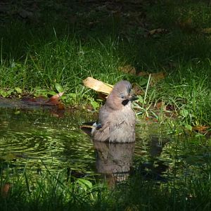Eurasian Jay in Plovdiv 17.9.13