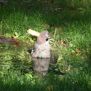 Eurasian Jay in Plovdiv 17.9.13