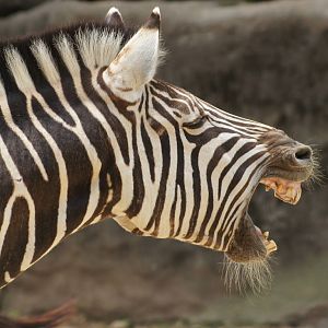 Plains Zebra