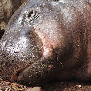 Pygmy Hippo 'Fergus'