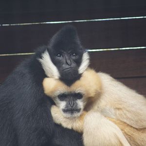 Kayak (left) and Nelly (right)