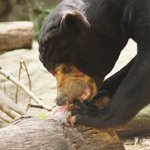 Malayan sun bear