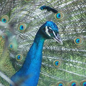 Indian Peacock