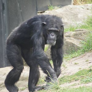 Shabani