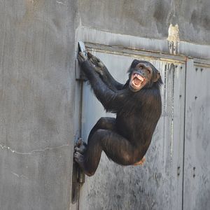 Chimpanzee Chaos