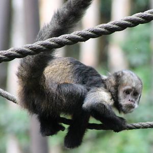 Yellow-breased capucine